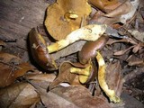 Cortinarius austrovenetus image