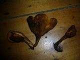 Austropaxillus muelleri image