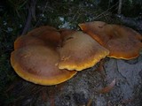 Buglossoporus eucalypticola image