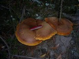 Buglossoporus eucalypticola image