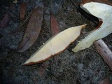 Buglossoporus eucalypticola image