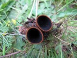 Plectania melastoma image