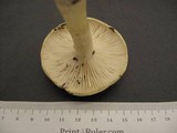 Hygrophorus bakerensis image