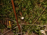 Clavulinopsis laeticolor image
