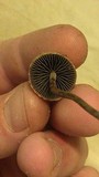 Panaeolus cinctulus image