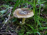 Amanita ameripanthera image