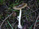 Amanita ameripanthera image