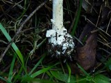 Amanita ameripanthera image
