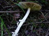 Amanita ameripanthera image
