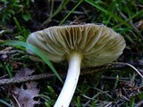 Amanita ameripanthera image