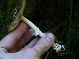 Amanita ameripanthera image