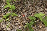 Clathrus columnatus image