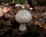 Amanita canescens image