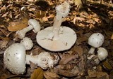 Amanita canescens image