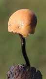 Polyporus leptocephalus image