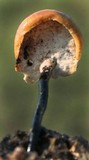 Polyporus leptocephalus image