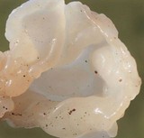 Ductifera pululahuana image