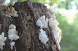 Ductifera pululahuana image