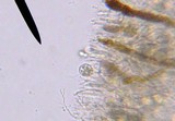 Ductifera pululahuana image