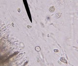 Ductifera pululahuana image