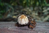 Coprinellus domesticus image