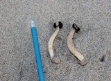 Agaricus zelleri image