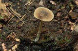Pluteus thomsonii image