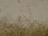 Pluteus thomsonii image
