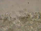 Pluteus thomsonii image