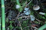 Mycena leptocephala image