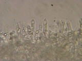 Mycena leptocephala image