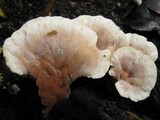 Onnia tomentosa image
