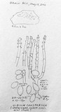 Botryobasidium conspersum image