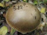 Amanita sect. Vaginatae image