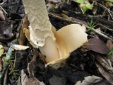 Amanita sect. Vaginatae image