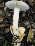 Amanita sect. Vaginatae image