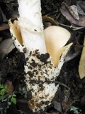 Amanita sect. Vaginatae image