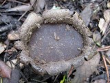 Lycoperdon utriforme image