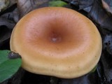 Lepista flaccida image