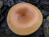 Lepista flaccida image