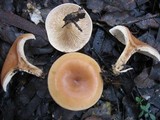 Lepista flaccida image