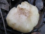 Tricholoma scalpturatum image