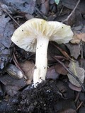Tricholoma scalpturatum image