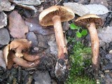 Tricholoma psammopus image