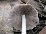 Coprinopsis marcescibilis image