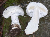 Amanita smithiana image