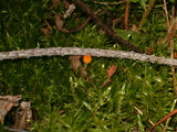 Rickenella fibula image
