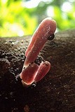 Coprinopsis clastophylla image