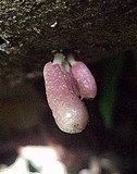 Coprinopsis clastophylla image