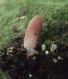 Coprinopsis clastophylla image